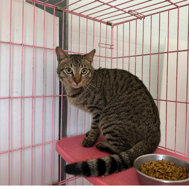 臺北市動物之家,編號:446926, 混種貓                 
