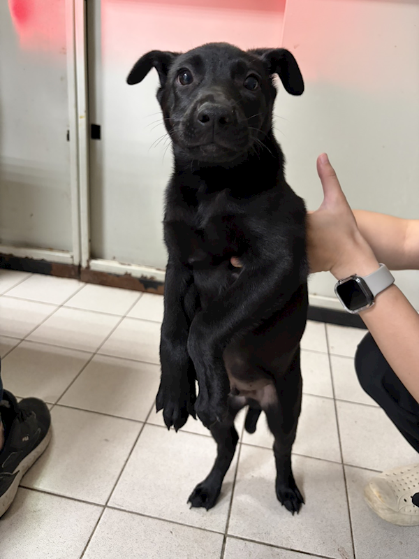 彰化縣流浪狗中途之家,編號:451112, 混種犬          