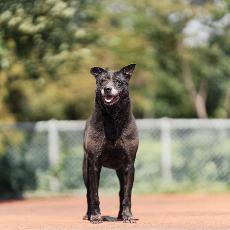 新北市板橋區公立動物之家,編號:310267, 混種犬          