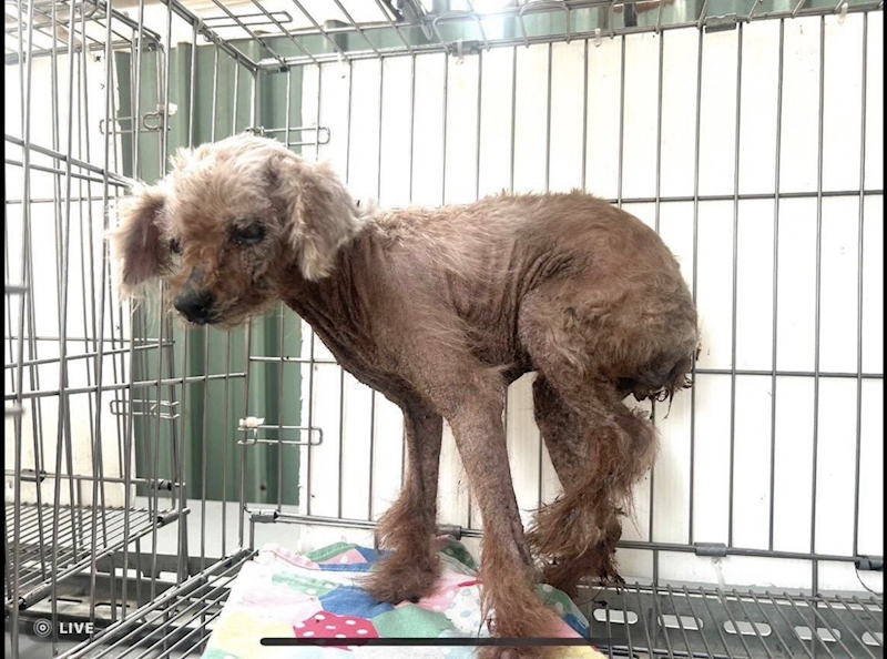 新北市板橋區公立動物之家,編號:451424, 迷你貴賓犬
