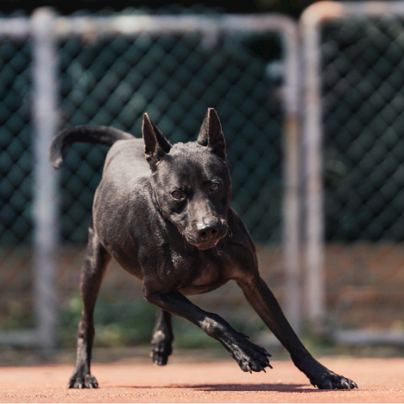 新北市板橋區公立動物之家,編號:341681, 混種犬          