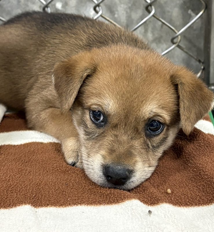臺東縣動物收容中心,編號:451497, 混種犬          