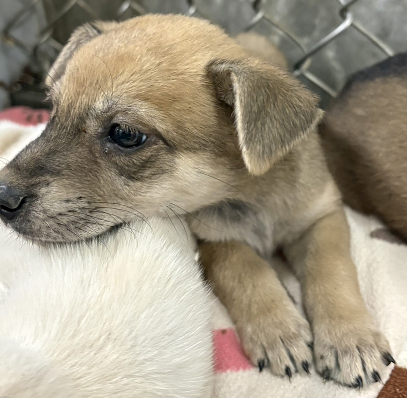 臺東縣動物收容中心,編號:451498, 混種犬          