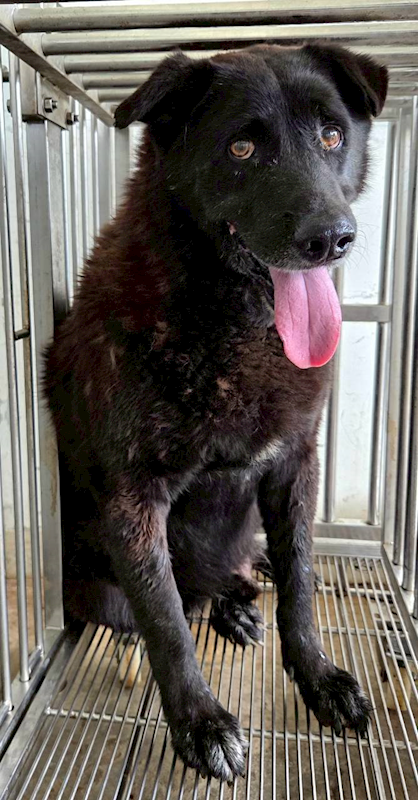 花蓮縣狗貓躍動園區,編號:451494, 其他                  
