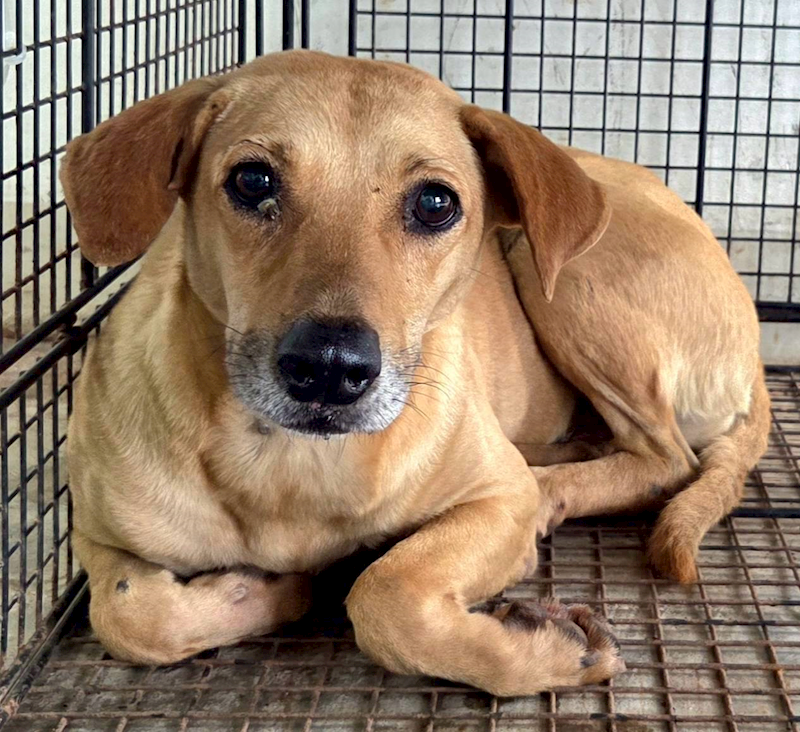 花蓮縣狗貓躍動園區,編號:451455, 混種犬          