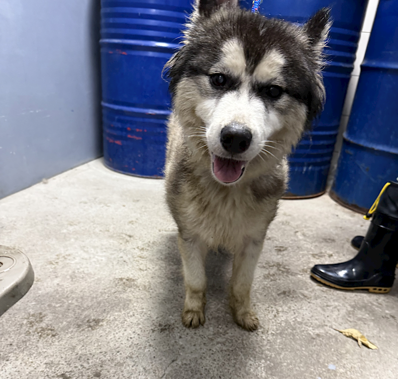 新北市板橋區公立動物之家,編號:451422, 哈士奇(西伯利亞雪橇犬)