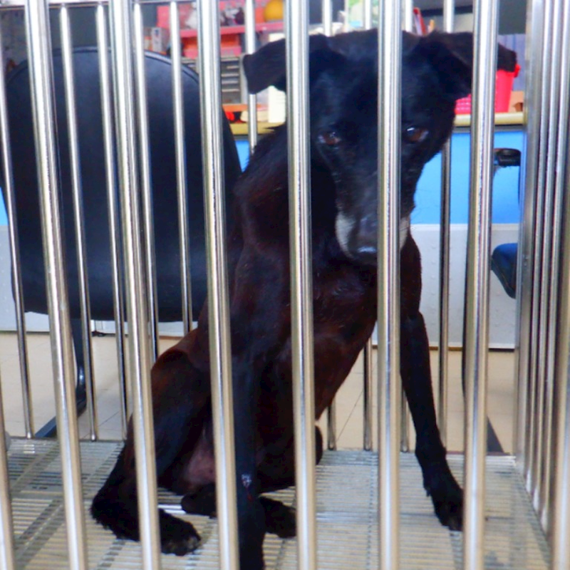 南投縣公立動物收容所,編號:451642, 混種犬          