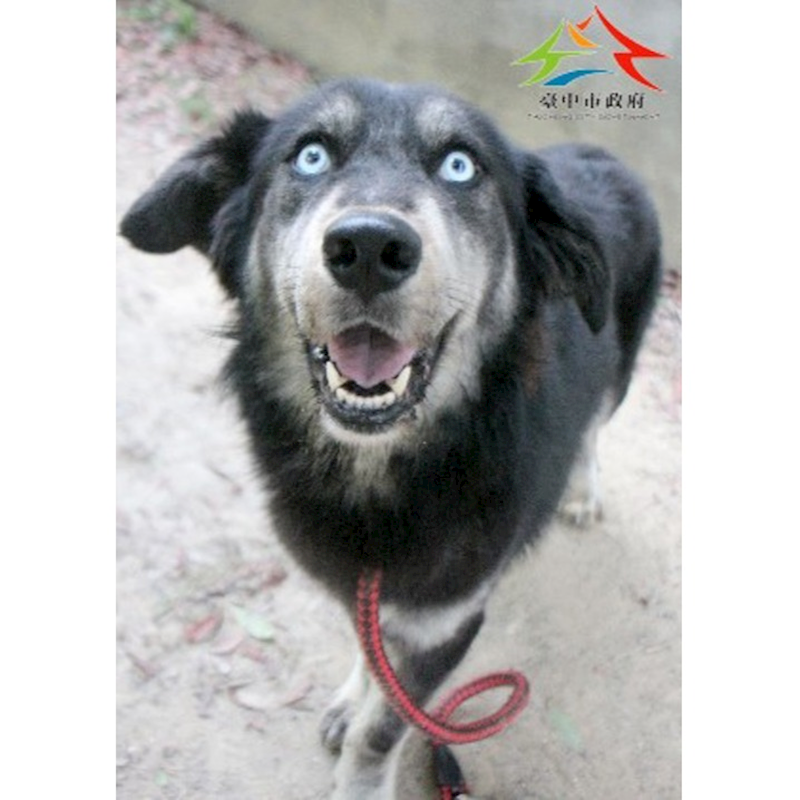 臺中市動物之家后里園區,編號:448946, 混種犬          