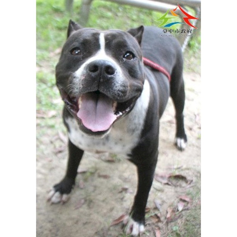 臺中市動物之家后里園區,編號:449010, 美國惡霸犬