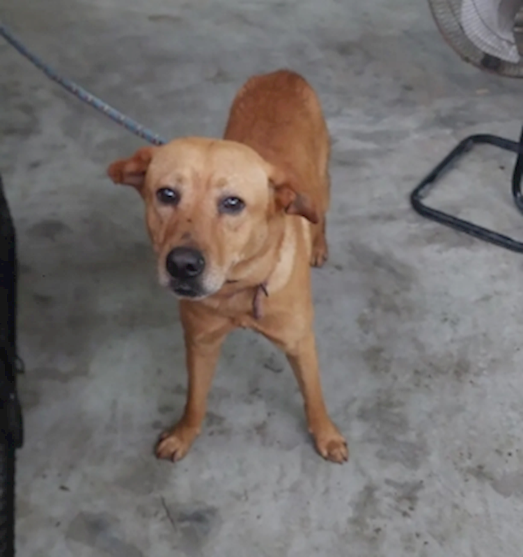 新北市五股區公立動物之家,編號:451676, 混種犬          