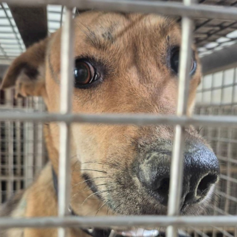 臺南市動物之家善化站,編號:451740, 混種犬          