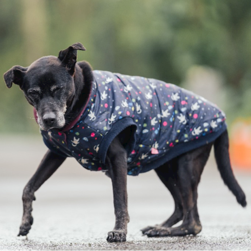 新北市中和區公立動物之家,編號:35717, 混種犬          