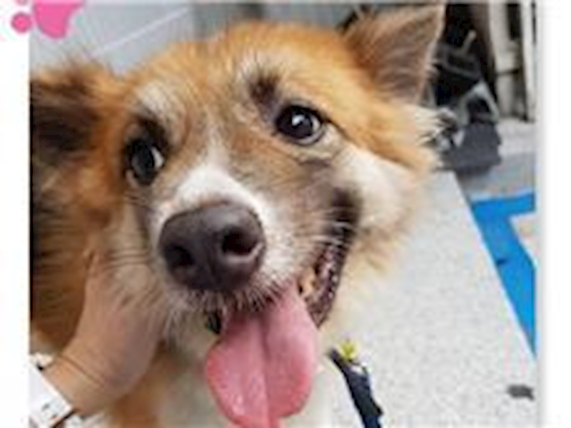 臺北市動物之家,編號:31271, 混種犬          
