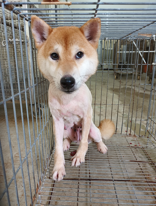 嘉義縣動物保護教育園區,編號:451715, 柴犬                  