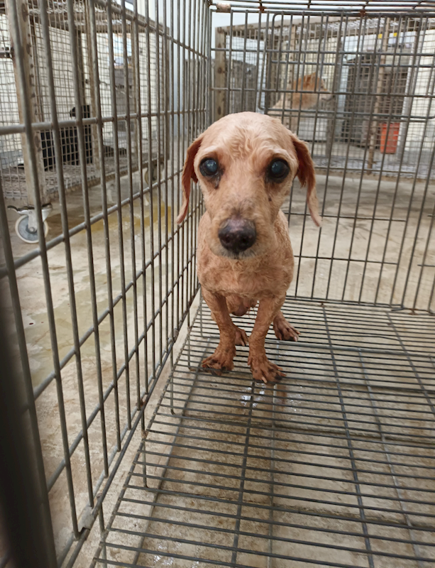 嘉義縣動物保護教育園區,編號:451712, 貴賓犬        