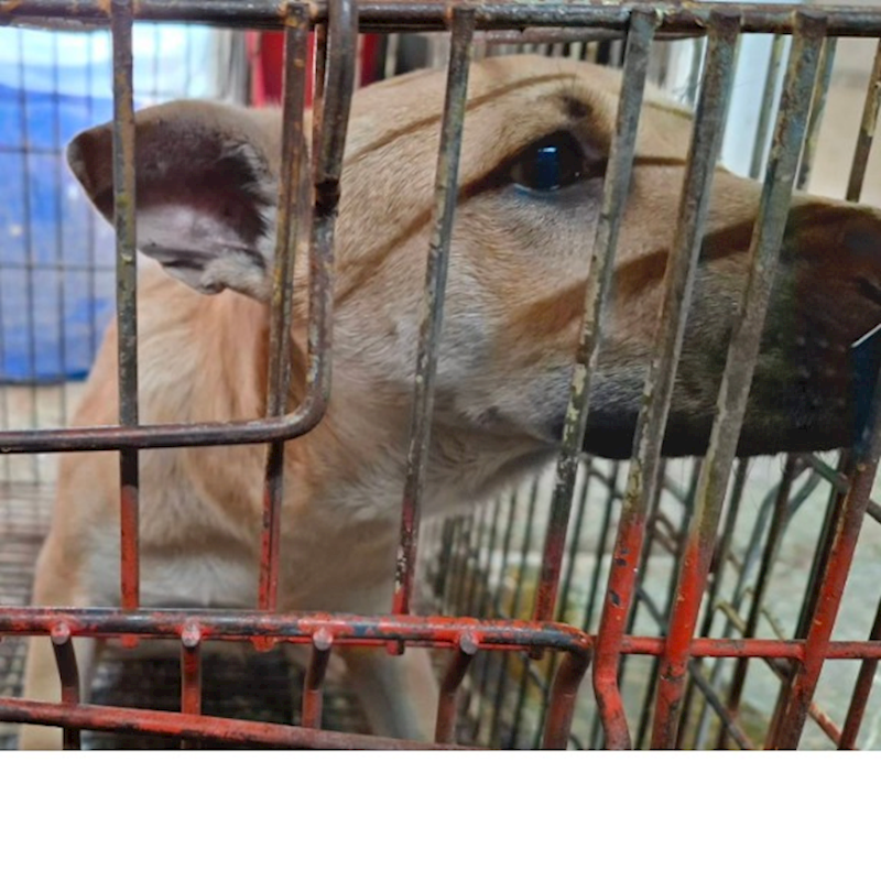 臺南市動物之家善化站,編號:451710, 混種犬          
