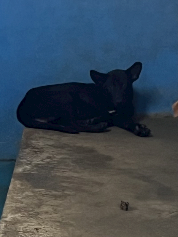 苗栗縣動物保護教育園區,編號:451708, 混種犬          