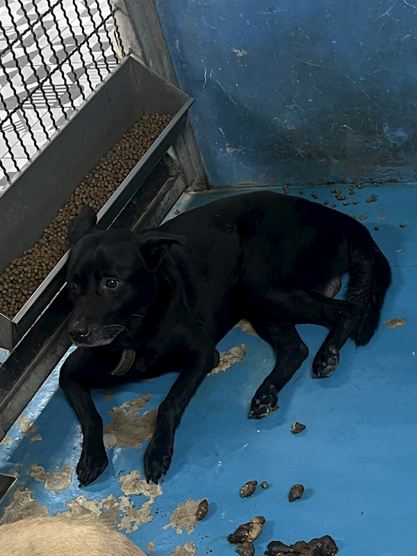 苗栗縣動物保護教育園區,編號:451707, 混種犬          