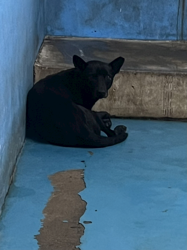 苗栗縣動物保護教育園區,編號:451704, 混種犬          