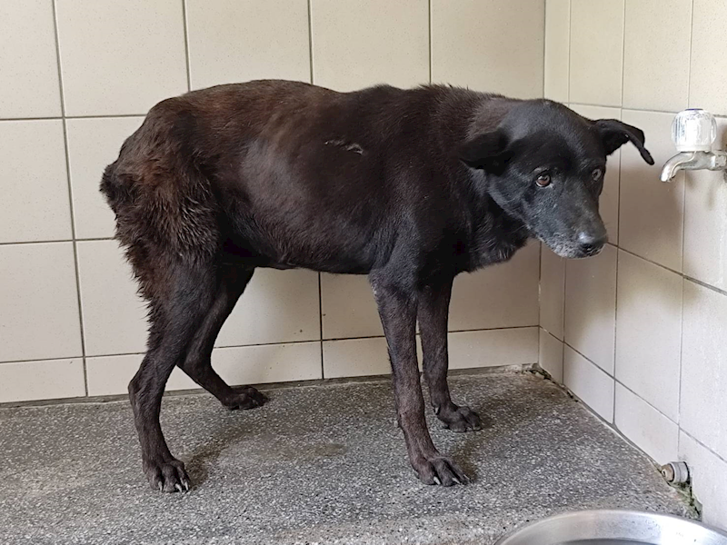 高雄市燕巢動物保護關愛園區,編號:451692, 混種犬          