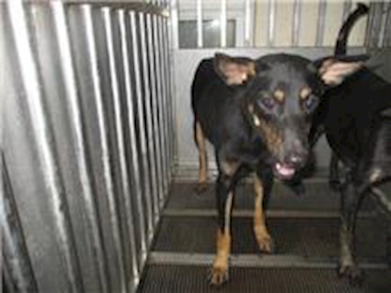 桃園市動物保護教育園區,編號:271638, 混種犬          