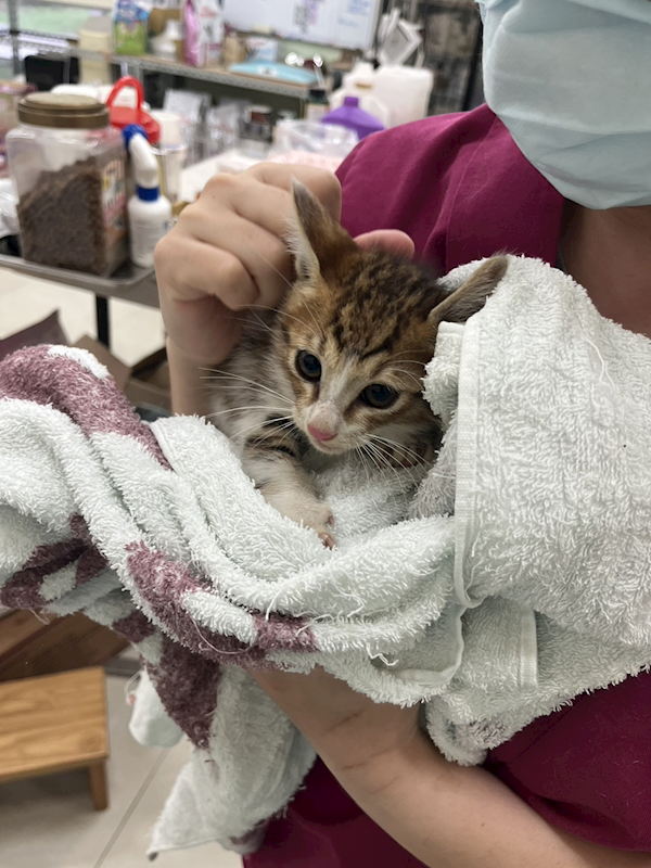 金門縣動物收容中心,編號:451380, 混種貓                 