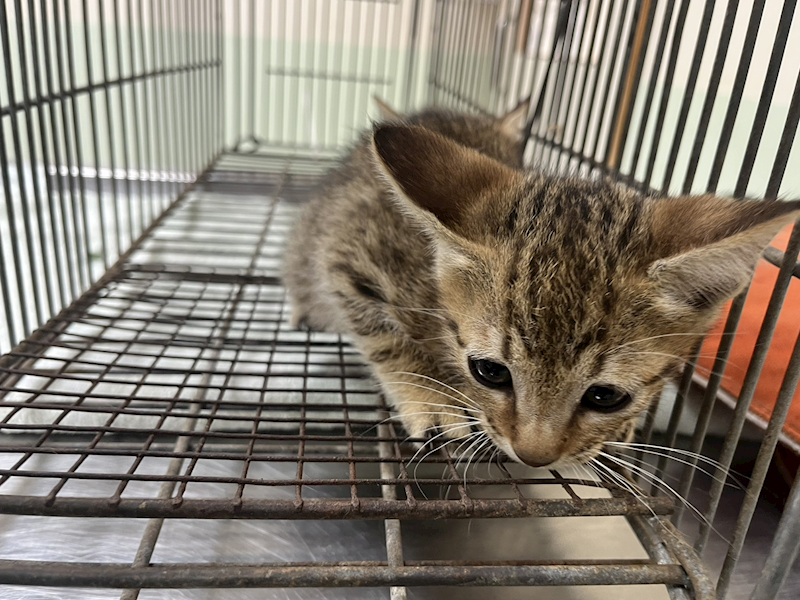金門縣動物收容中心,編號:451363, 混種貓                 