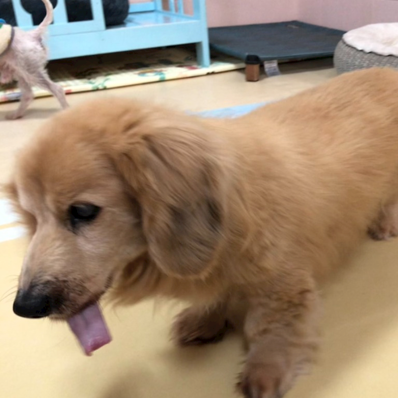 臺南市動物之家灣裡站,編號:416022, 長毛臘腸