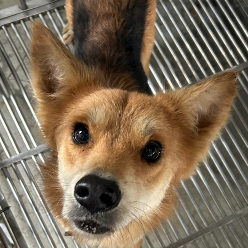 澎湖縣流浪動物收容中心,編號:388103, 混種犬          