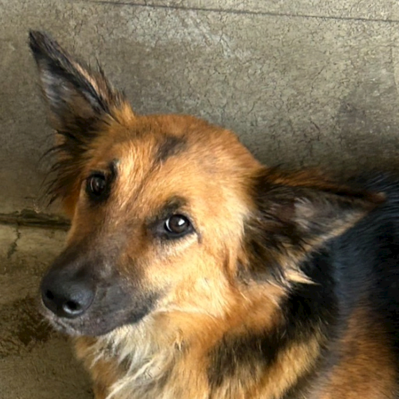 澎湖縣流浪動物收容中心,編號:405068, 混種犬          