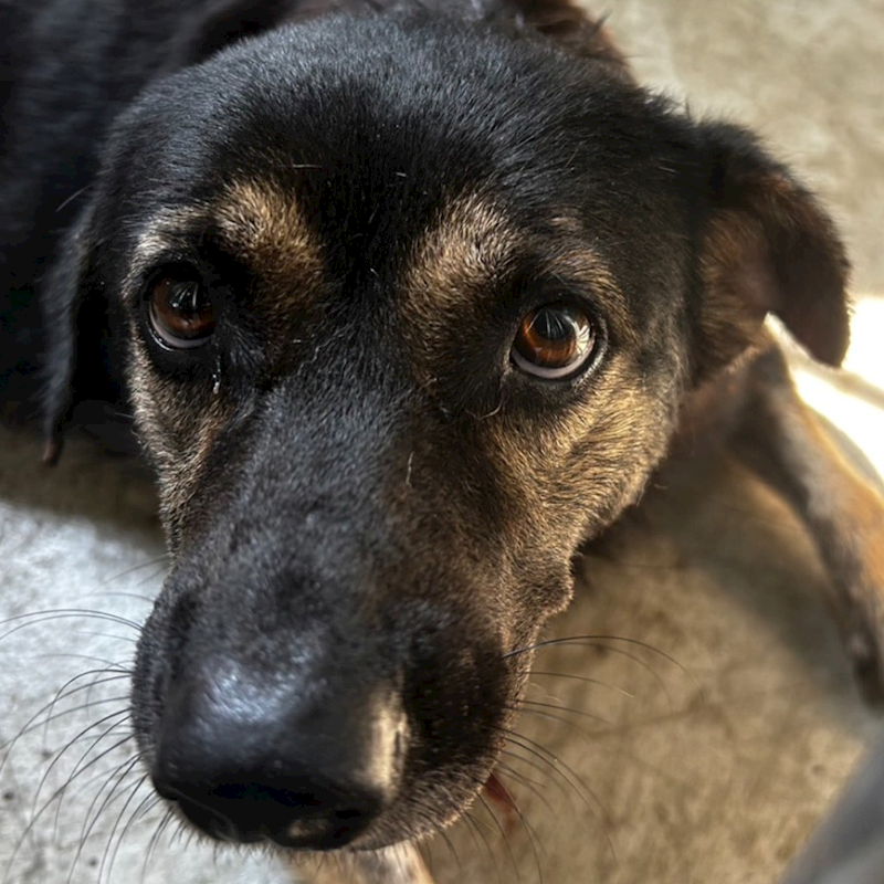 澎湖縣流浪動物收容中心,編號:374286, 混種犬          