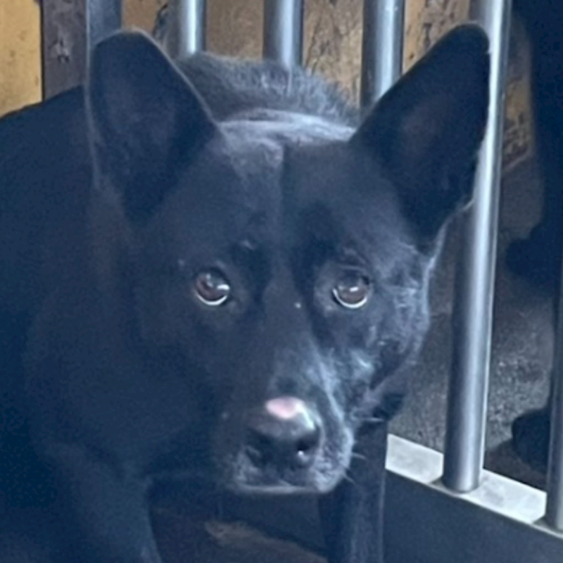 澎湖縣流浪動物收容中心,編號:435042, 混種犬          