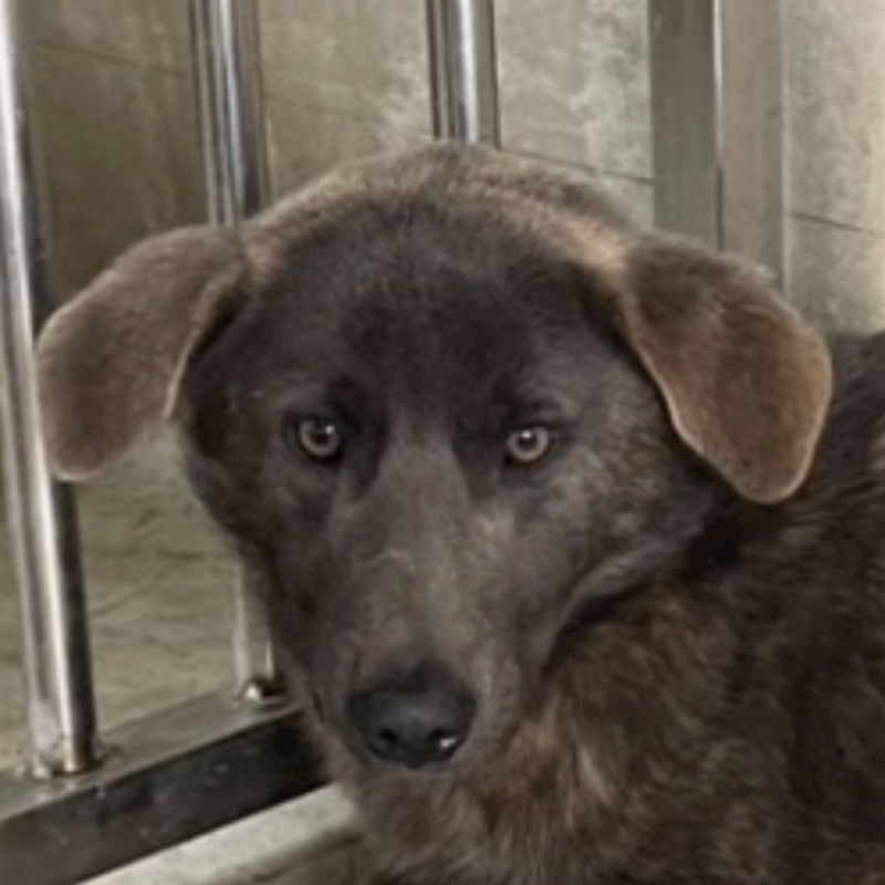 澎湖縣流浪動物收容中心,編號:392283, 混種犬          