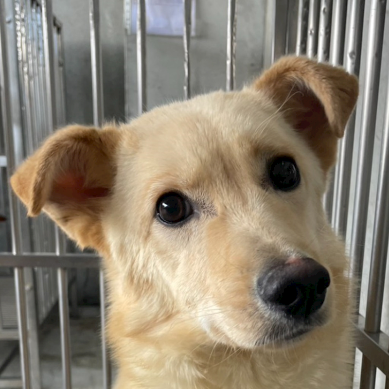 澎湖縣流浪動物收容中心,編號:398250, 混種犬          