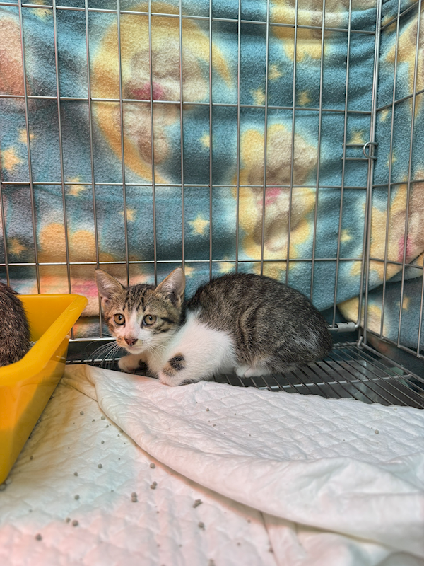新北市八里區公立動物之家,編號:451925, 混種貓                 
