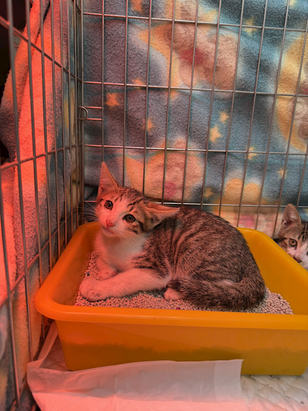 新北市八里區公立動物之家,編號:451924, 混種貓                 