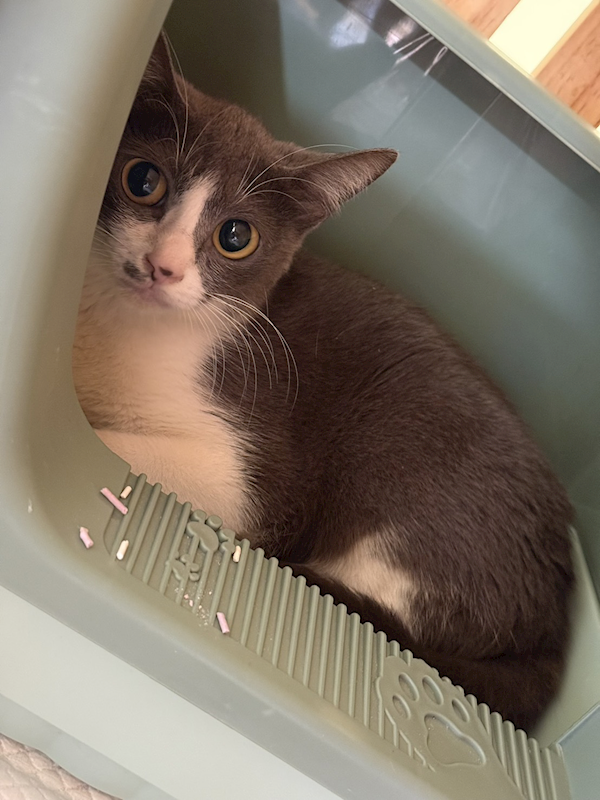 新北市八里區公立動物之家,編號:451040, 混種貓                 