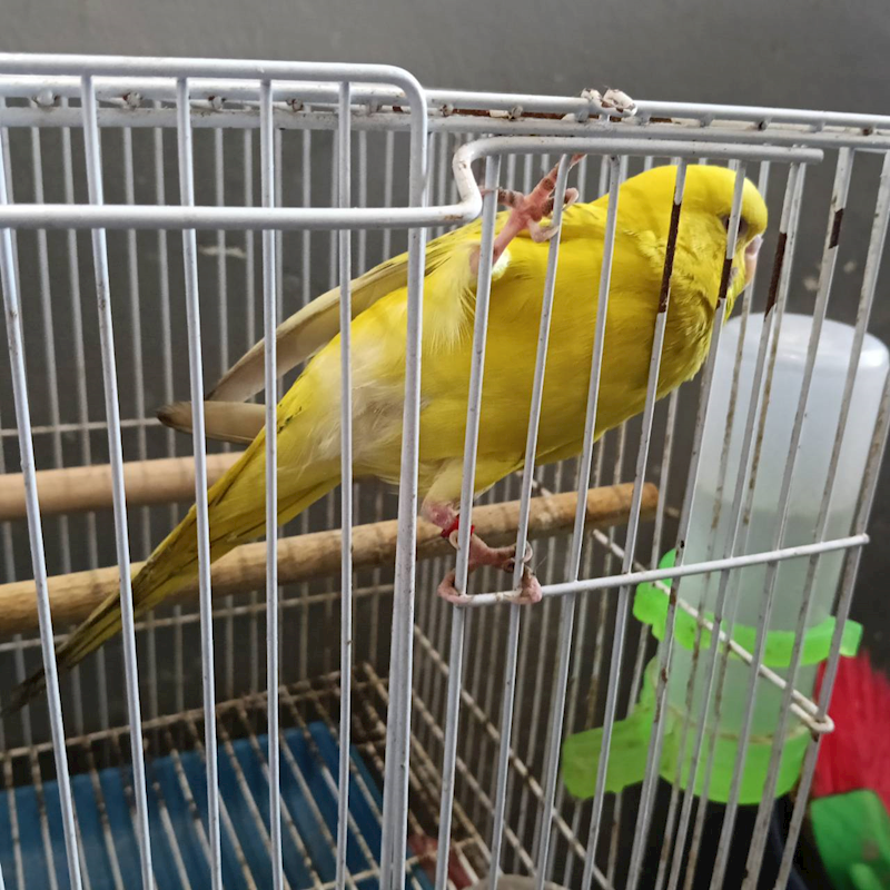 新竹市動物保護教育園區,編號:450873, 未確認