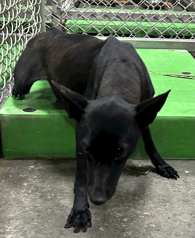 臺東縣動物收容中心,編號:451920, 混種犬          