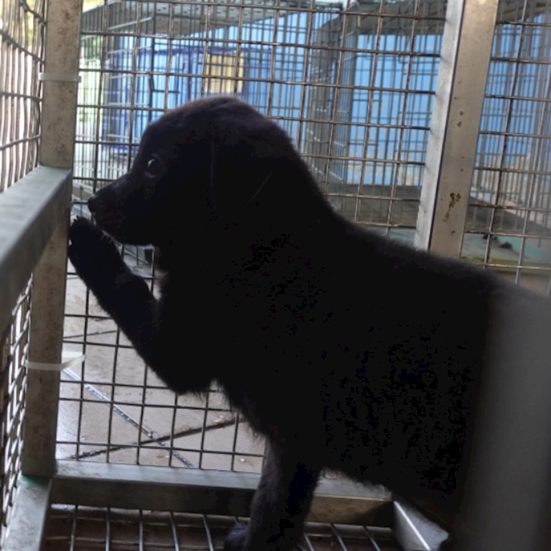 臺南市動物之家灣裡站,編號:448777, 混種犬          