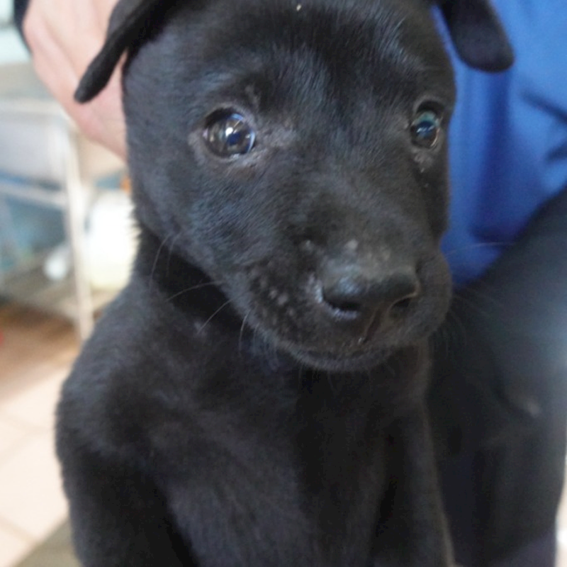 臺南市動物之家灣裡站,編號:448671, 混種犬          