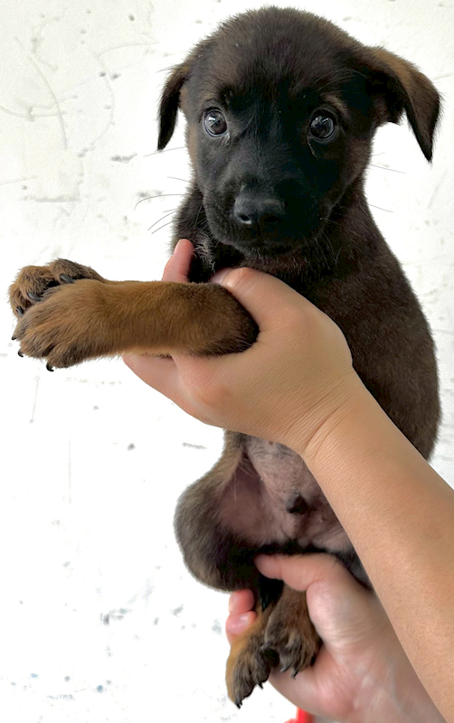 花蓮縣狗貓躍動園區,編號:447315, 混種犬          
