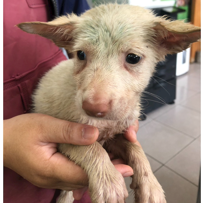 臺南市動物之家灣裡站,編號:449591, 混種犬          