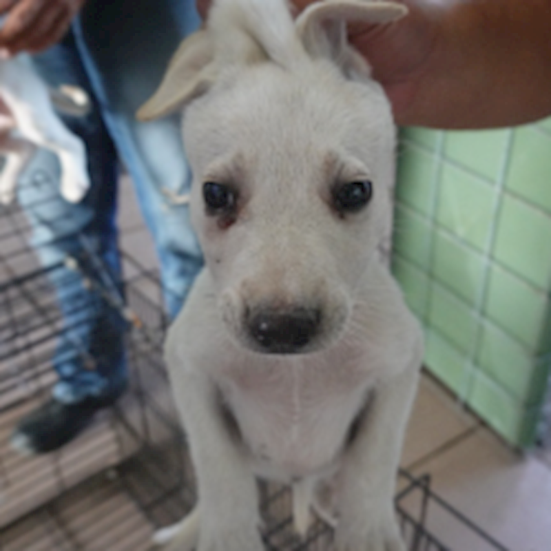 臺南市動物之家灣裡站,編號:449592, 混種犬          