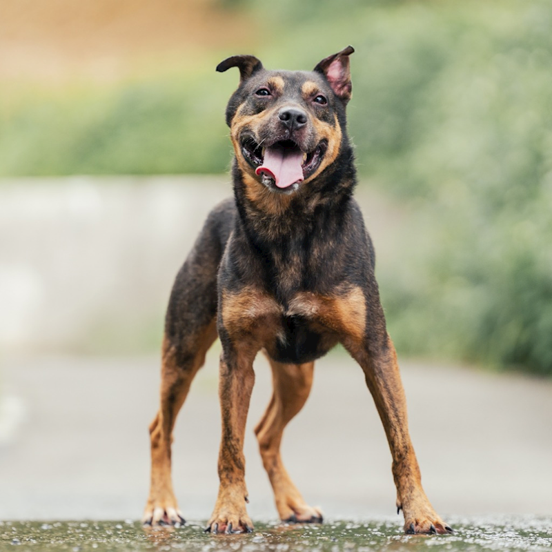 新北市新店區公立動物之家,編號:451241, 混種犬          