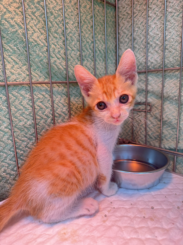 新北市八里區公立動物之家,編號:451872, 混種貓                 