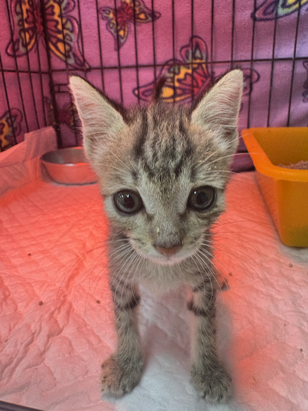 新北市八里區公立動物之家,編號:451871, 混種貓                 