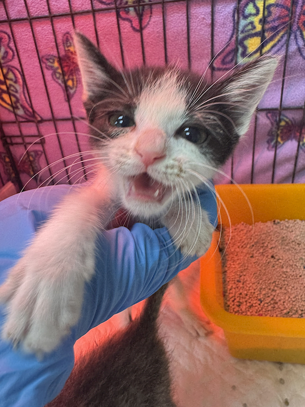 新北市八里區公立動物之家,編號:451870, 混種貓                 