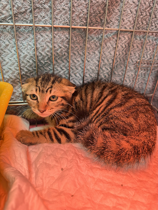 新北市八里區公立動物之家,編號:451499, 混種貓                 