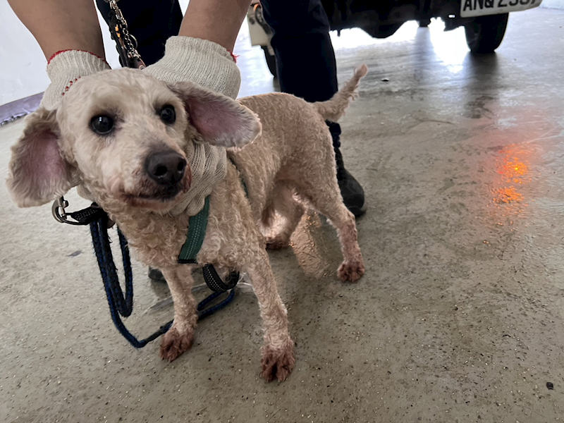 桃園市動物保護教育園區,編號:448600, 貴賓犬        